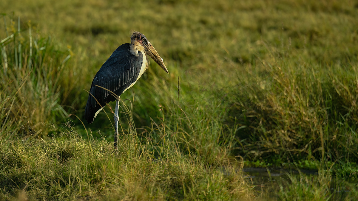 _5RG9256_20180723_080117_2521Masai Mara 2018_3115Masai Mara 2018-1200.jpg