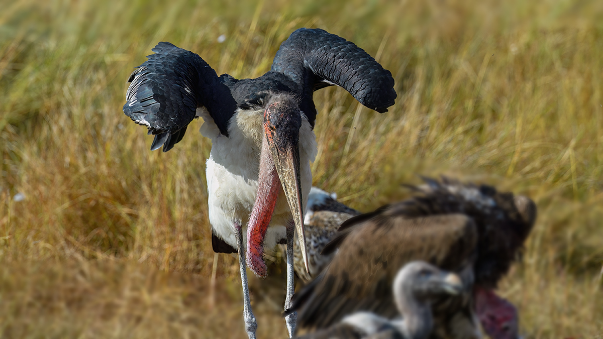 _5RG9266_20180728_085509_4546Masai Mara 2018_7254Masai Mara 2018.jpg