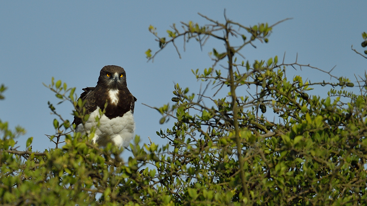 _5RG9273_20180723_082317_2522Masai Mara 2018_3116Masai Mara 2018-1200.jpg