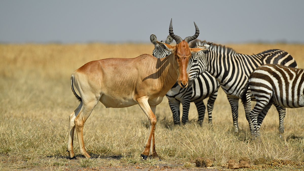 _5RG9277_20180723_101738_2523Masai Mara 2018_3117Masai Mara 2018-1200.jpg