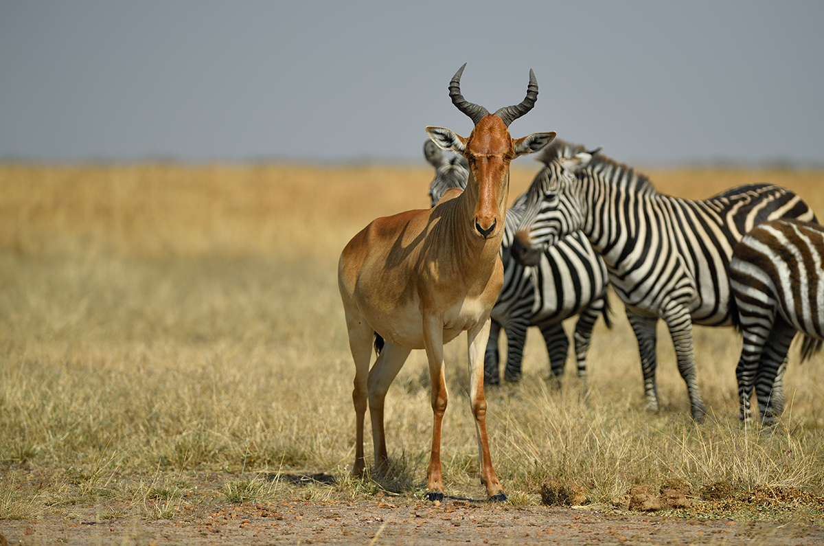 _5RG9280_20180723_101743_2524Masai Mara 2018_3118Masai Mara 2018-1200.jpg