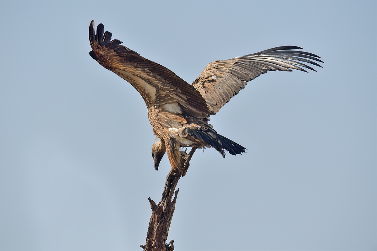 _5RG9294_20180728_085542_4547Masai Mara 2018_7255Masai Mara 2018.jpg