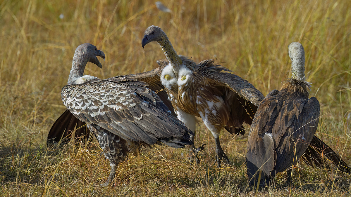 _5RG9305_20180728_085546_4548Masai Mara 2018_7256Masai Mara 2018.jpg