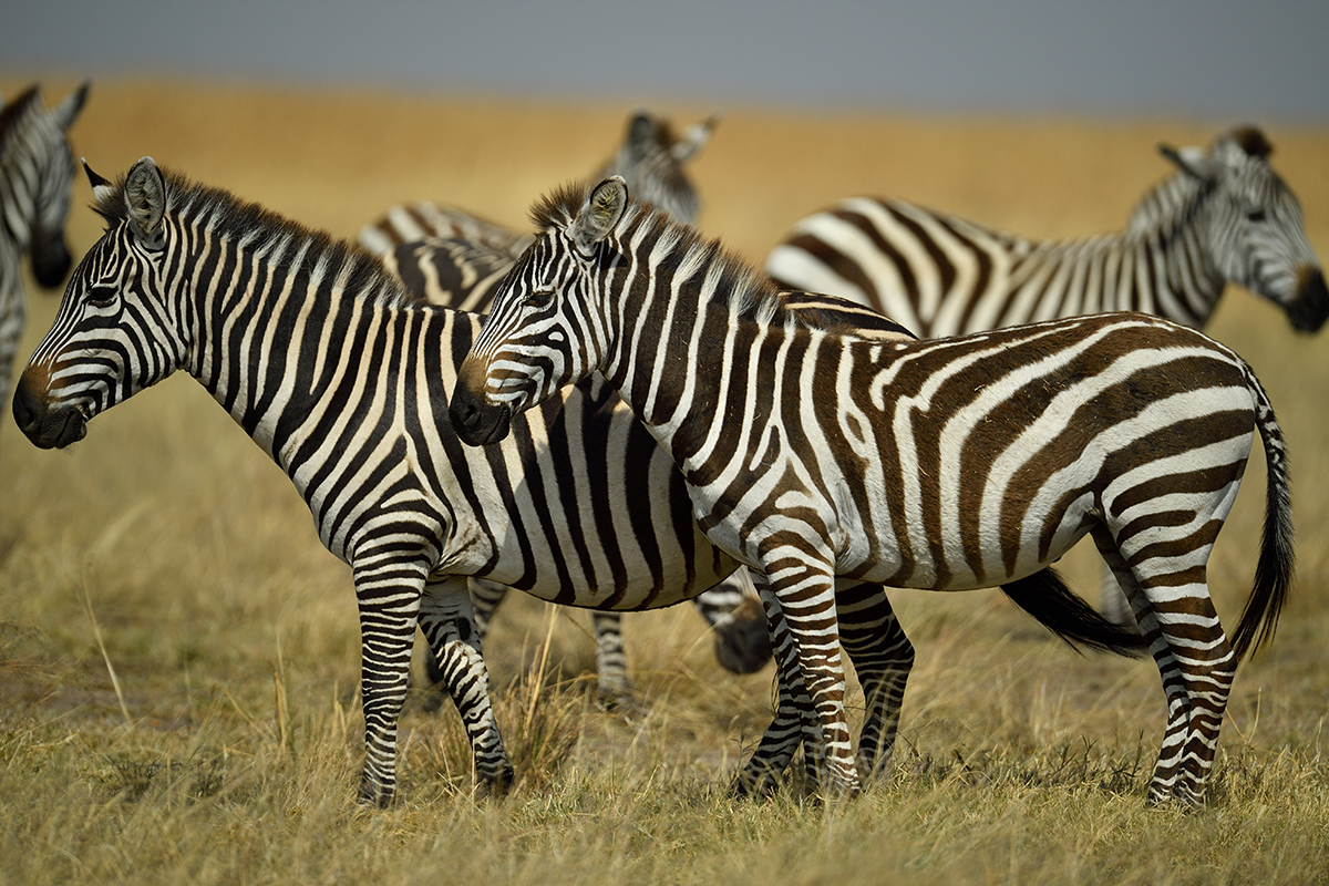 _5RG9308_20180723_102211_2527Masai Mara 2018_3121Masai Mara 2018-1200.jpg