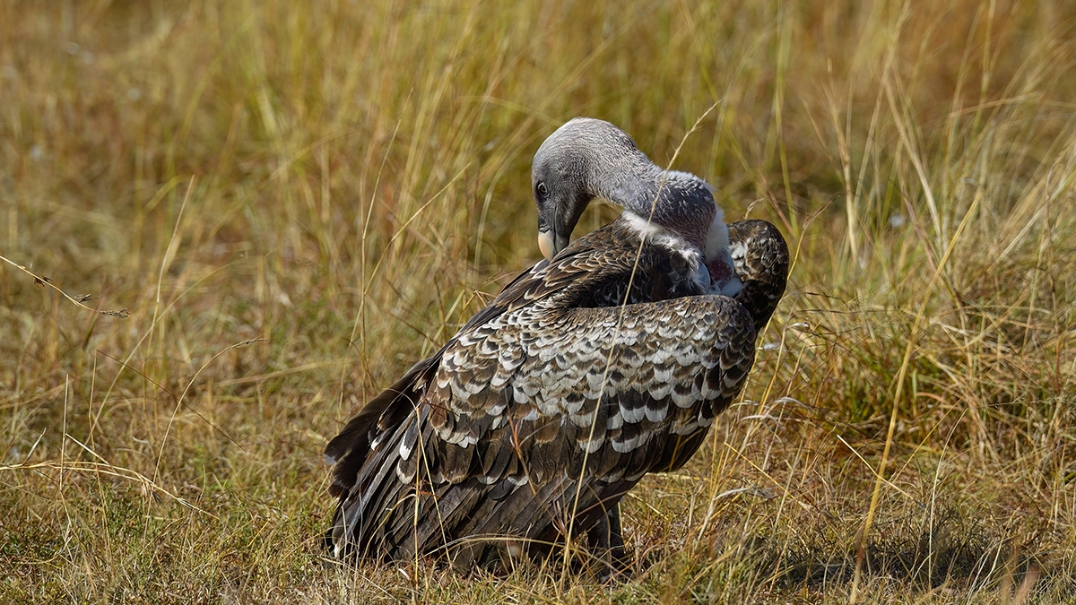 _5RG9322_20180728_090410_4549Masai Mara 2018_7257Masai Mara 2018.jpg