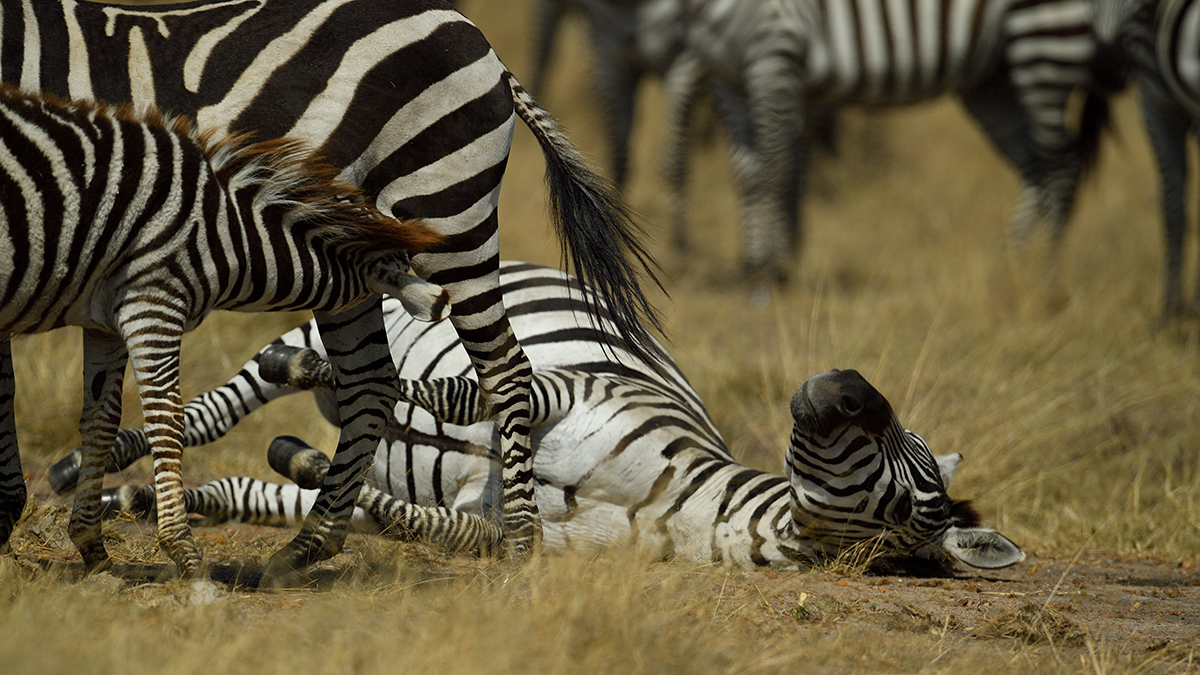 _5RG9324_20180723_102319_2528Masai Mara 2018_3122Masai Mara 2018-1200.jpg