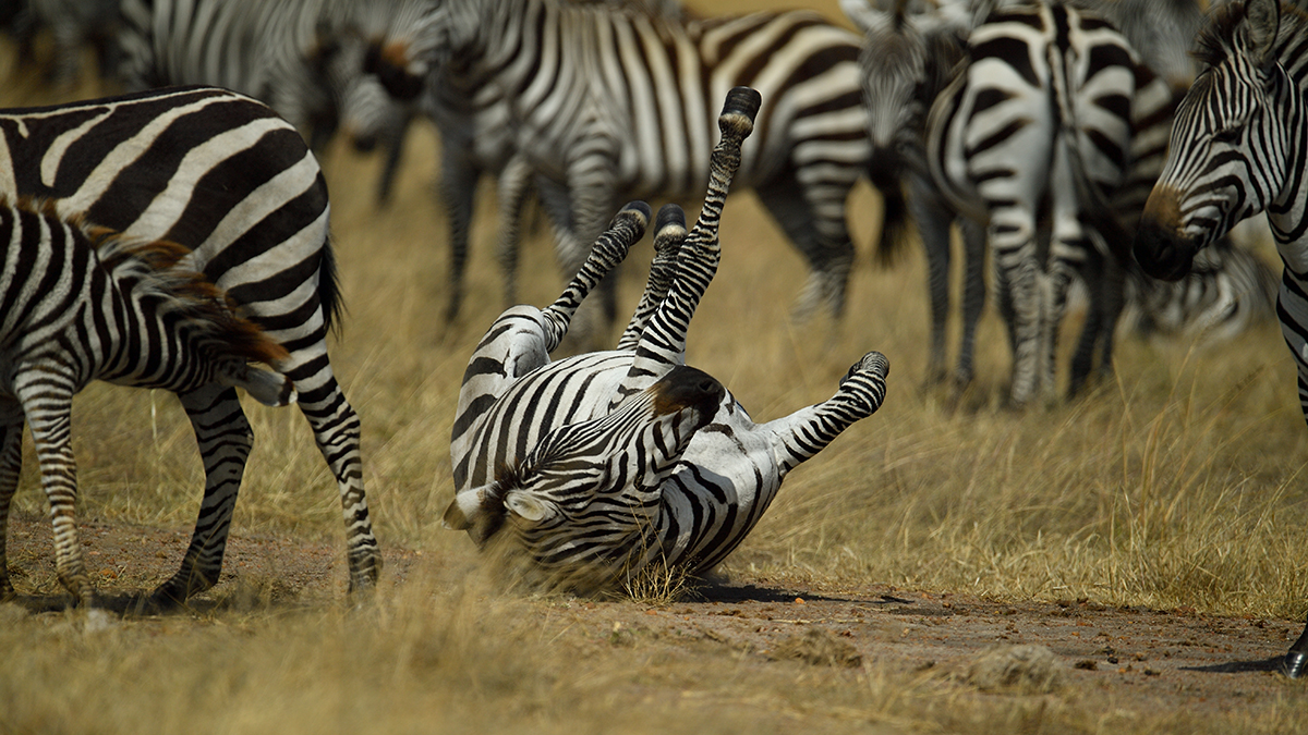 _5RG9335_20180723_102323_2529Masai Mara 2018_3123Masai Mara 2018-1200.jpg