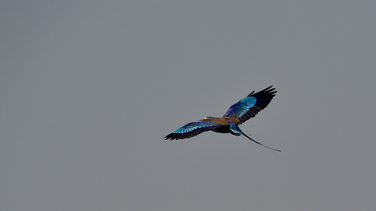 _5RG9358_20180728_090516_4554Masai Mara 2018_7262Masai Mara 2018.jpg
