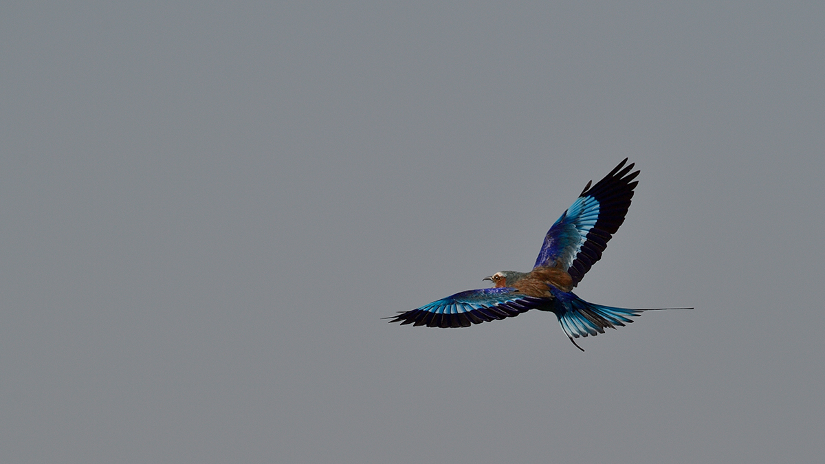 _5RG9359_20180728_090516_4555Masai Mara 2018_7263Masai Mara 2018.jpg