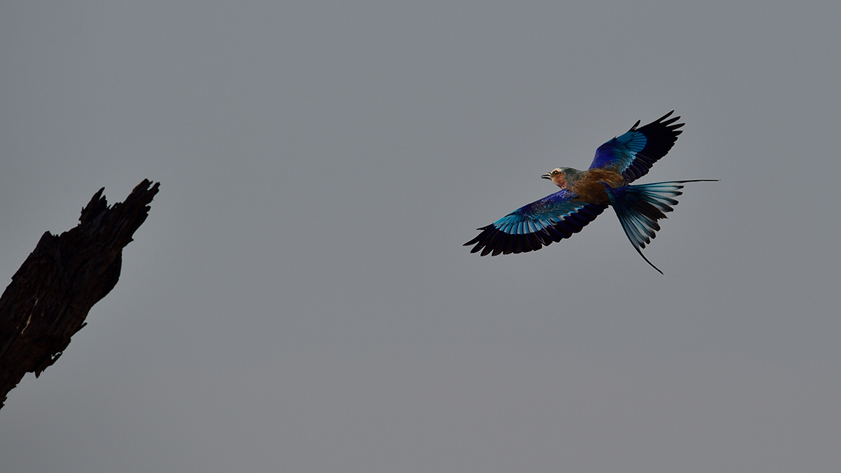 _5RG9360_20180728_090516_4556Masai Mara 2018_7264Masai Mara 2018.jpg