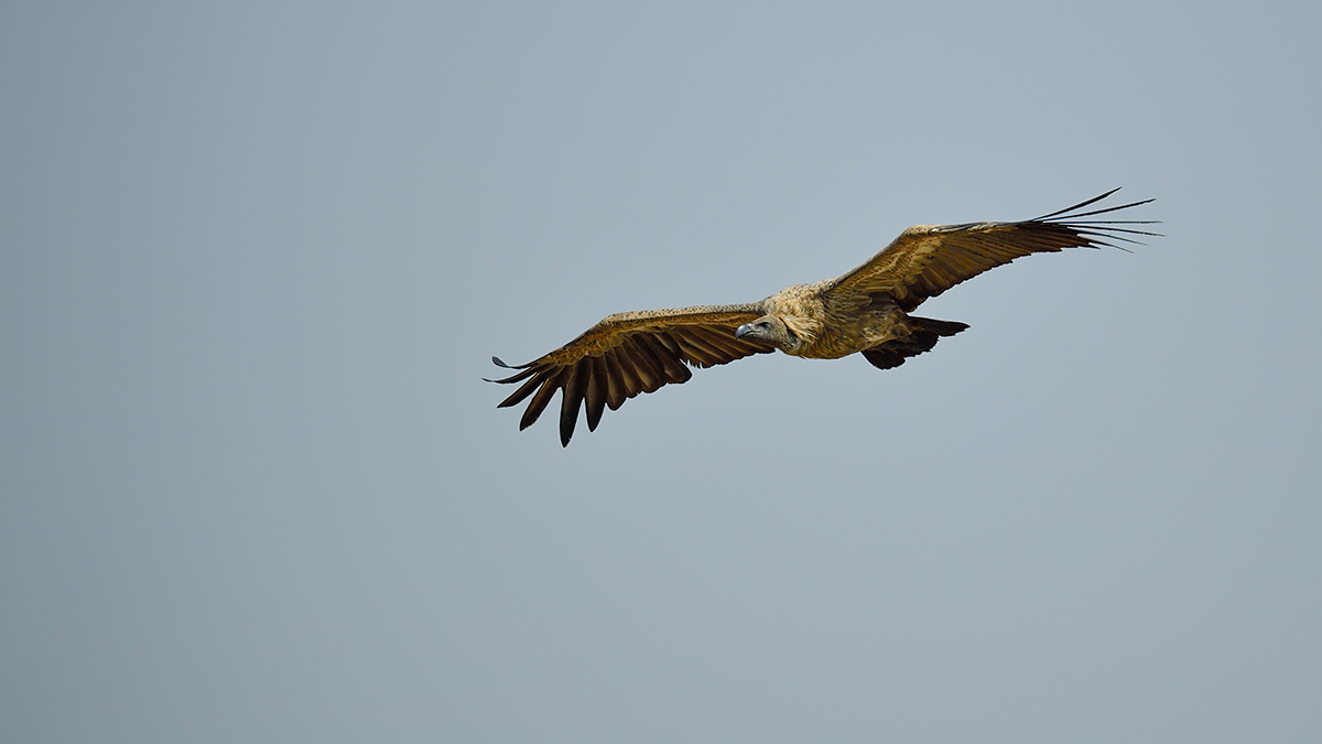_5RG9368_20180723_105238_2530Masai Mara 2018_3124Masai Mara 2018-1200.jpg