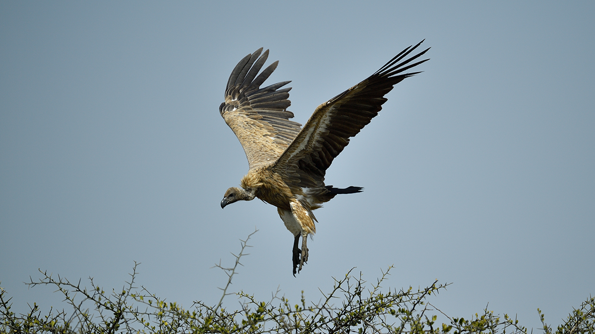 _5RG9389_20180723_105243_2534Masai Mara 2018_3128Masai Mara 2018-1200.jpg