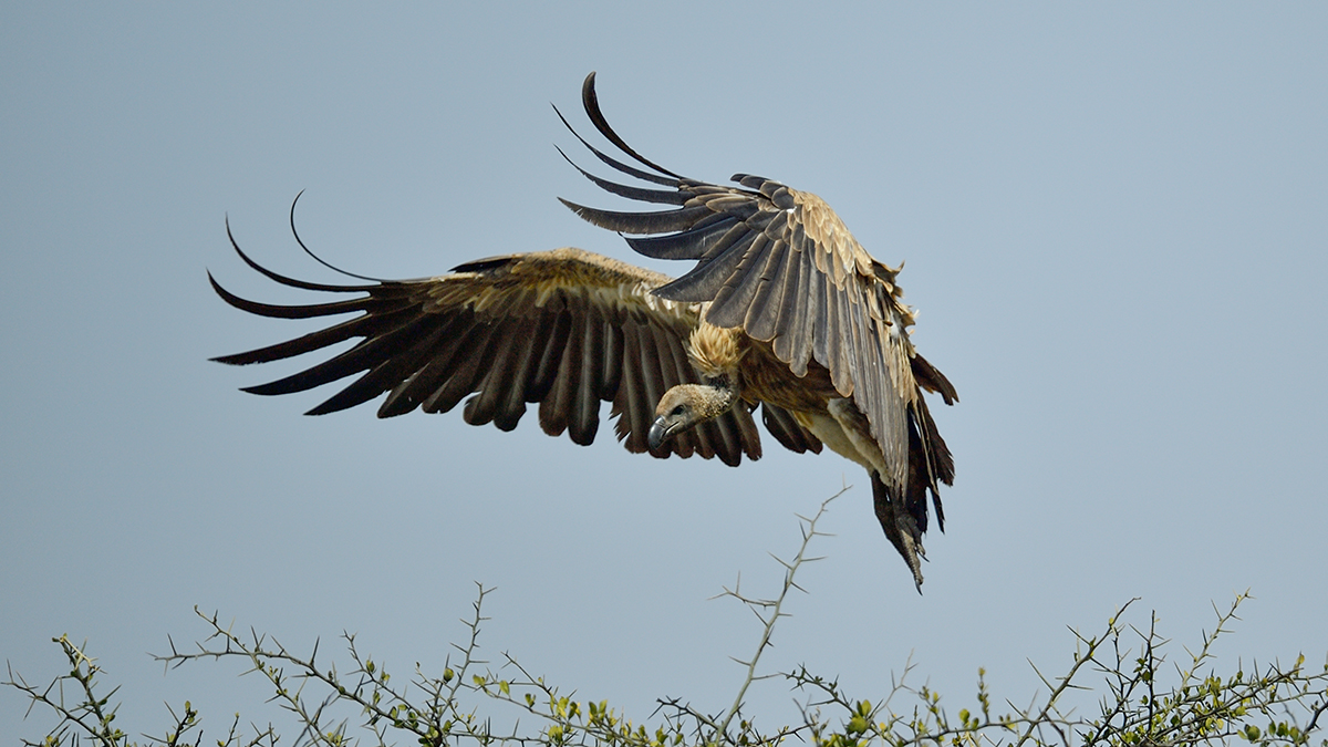 _5RG9390_20180723_105244_2535Masai Mara 2018_3129Masai Mara 2018-1200.jpg