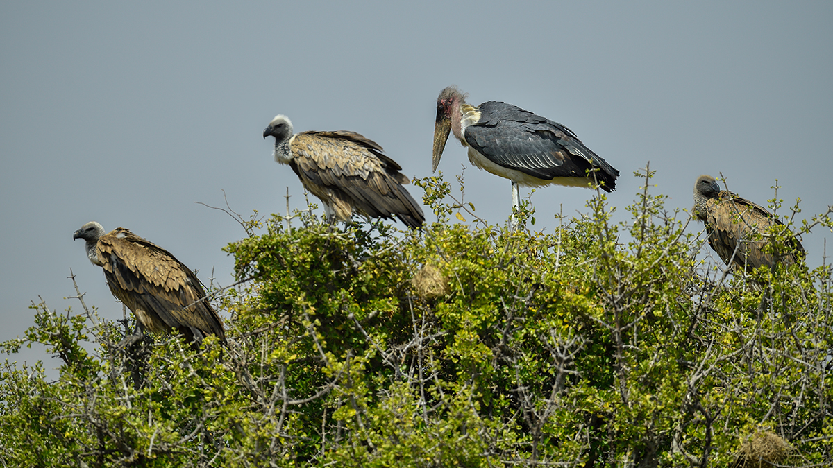 _5RG9432_20180723_105712_2536Masai Mara 2018_3130Masai Mara 2018-1200.jpg