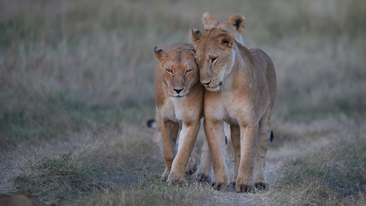 _5RG9442_20180719_065114_162Masai Mara 2018-1200.jpg