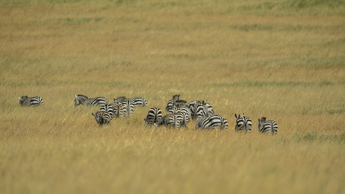 _5RG9446_20180723_112238_2538Masai Mara 2018_3132Masai Mara 2018-1200.jpg
