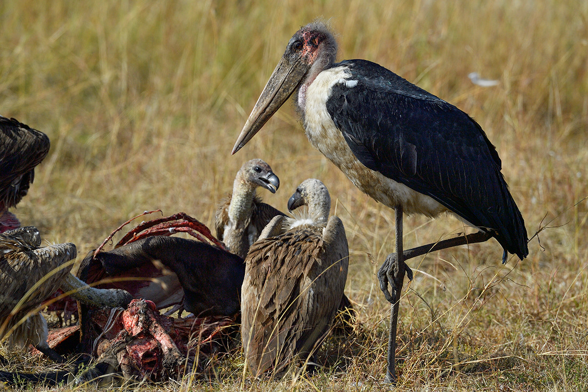 _5RG9453_20180728_091040_4559Masai Mara 2018_7267Masai Mara 2018.jpg
