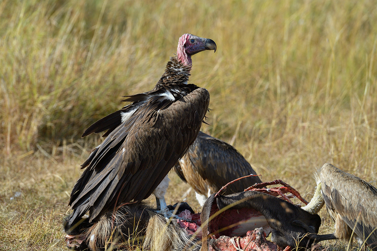 _5RG9483_20180728_091337_4561Masai Mara 2018_7269Masai Mara 2018.jpg