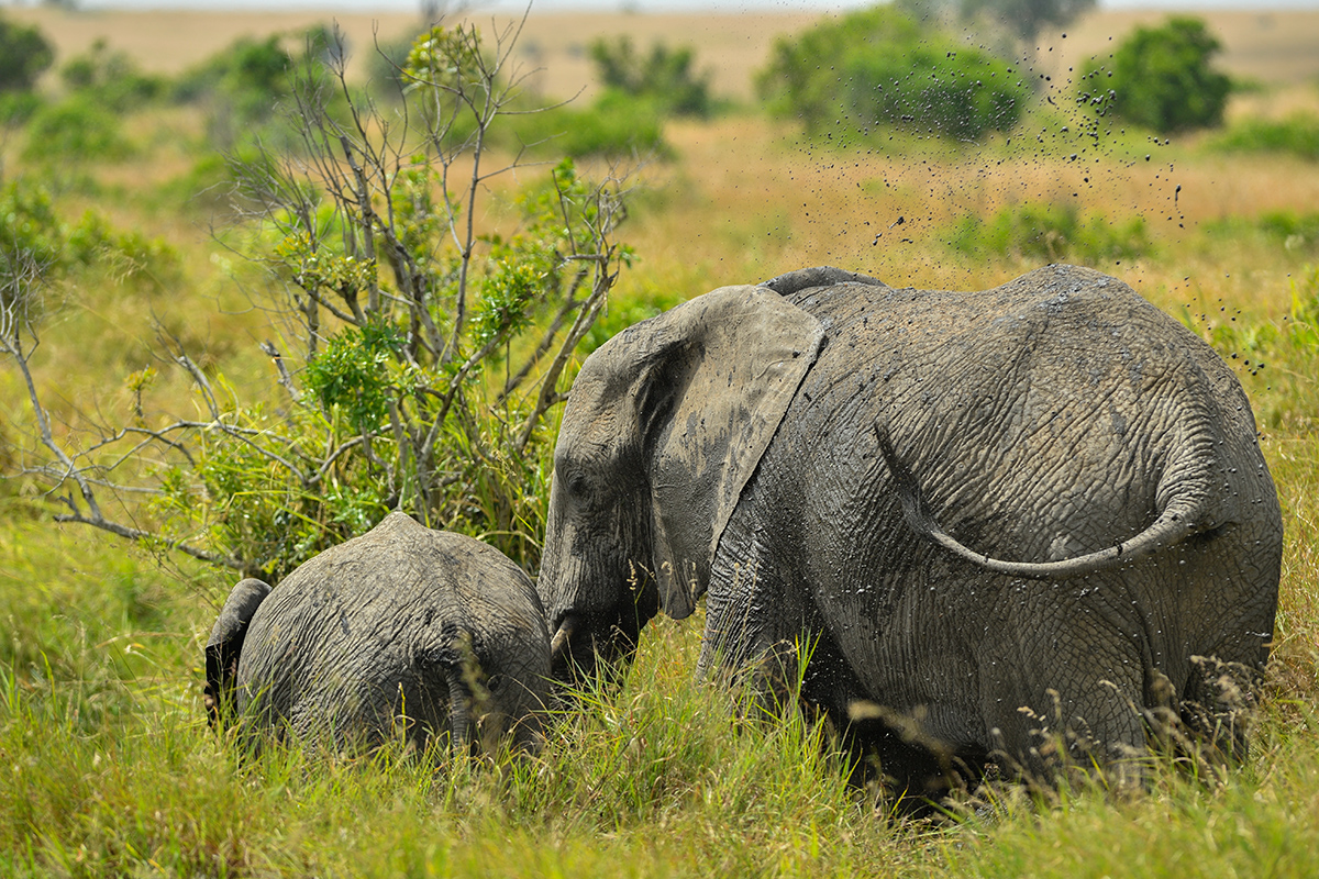 _5RG9511_20180723_130350_2545Masai Mara 2018_3139Masai Mara 2018-1200.jpg
