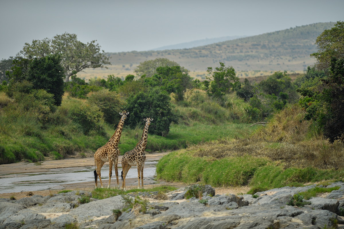 _5RG9519_20180723_131813_2546Masai Mara 2018_3140Masai Mara 2018-1200.jpg