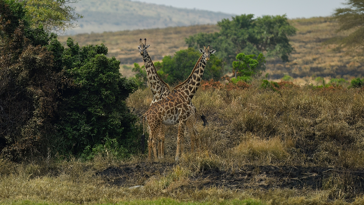 _5RG9521_20180723_131827_2547Masai Mara 2018_3141Masai Mara 2018-1200.jpg