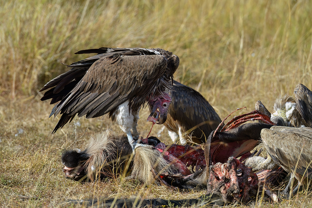_5RG9529_20180728_091405_4567Masai Mara 2018_7275Masai Mara 2018.jpg