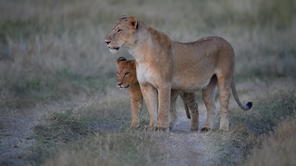 _5RG9537_20180719_065148_770Masai Mara 2018.jpg