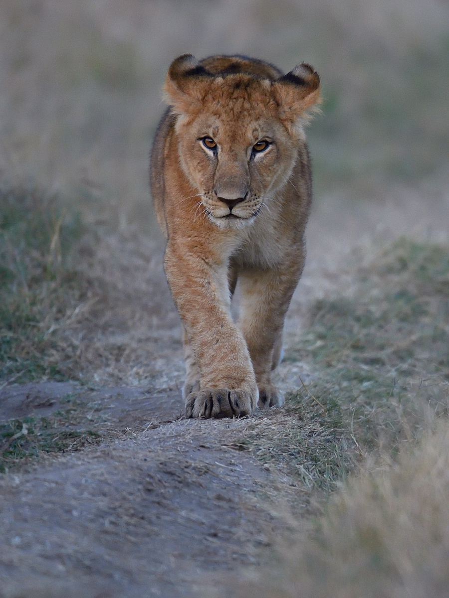 _5RG9560_20180719_065154_773Masai Mara 2018-1200.jpg