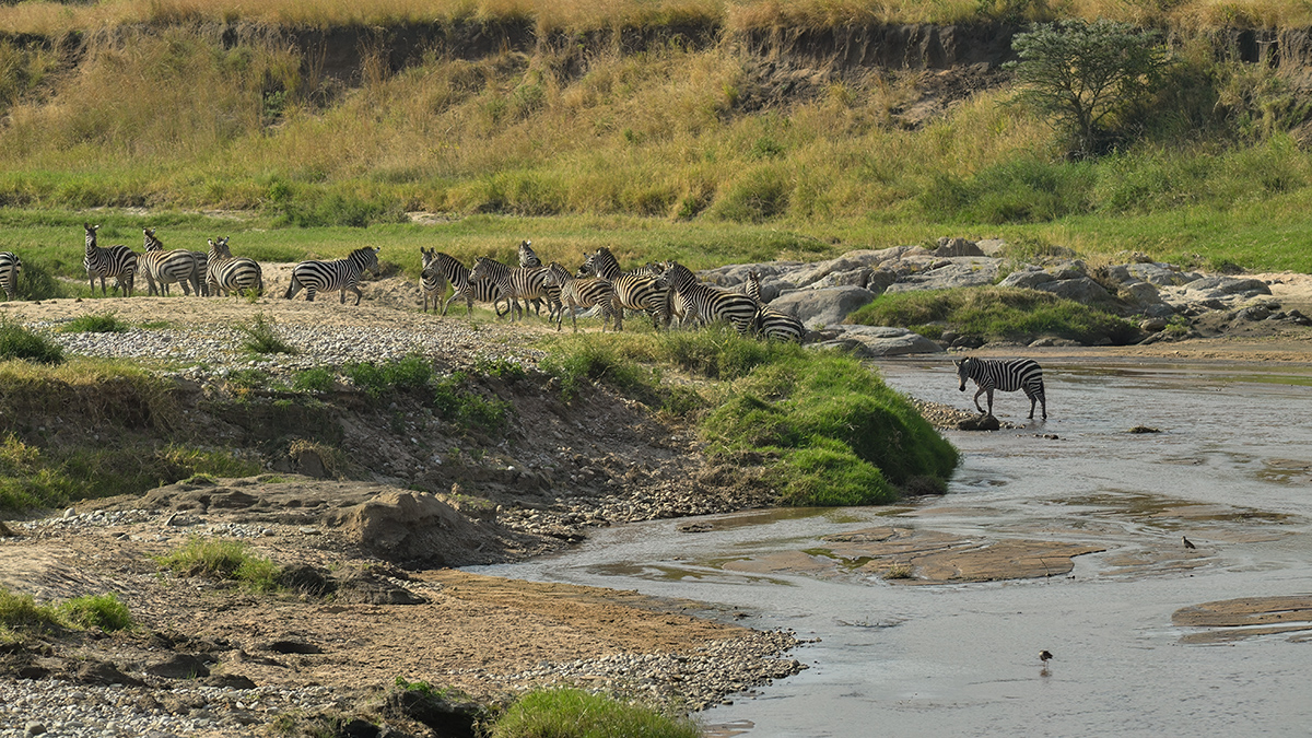 _5RG9570_20180723_162011_2549Masai Mara 2018_3143Masai Mara 2018-1200.jpg