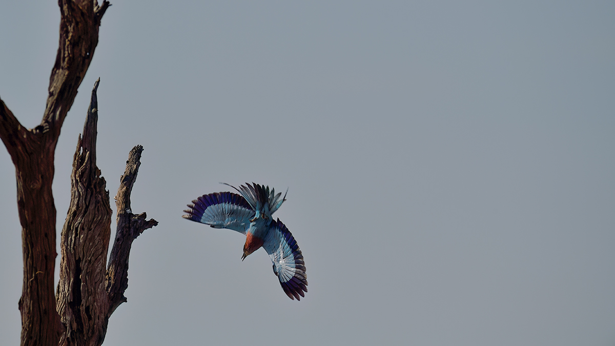 _5RG9576_20180728_091446_4569Masai Mara 2018_7277Masai Mara 2018.jpg