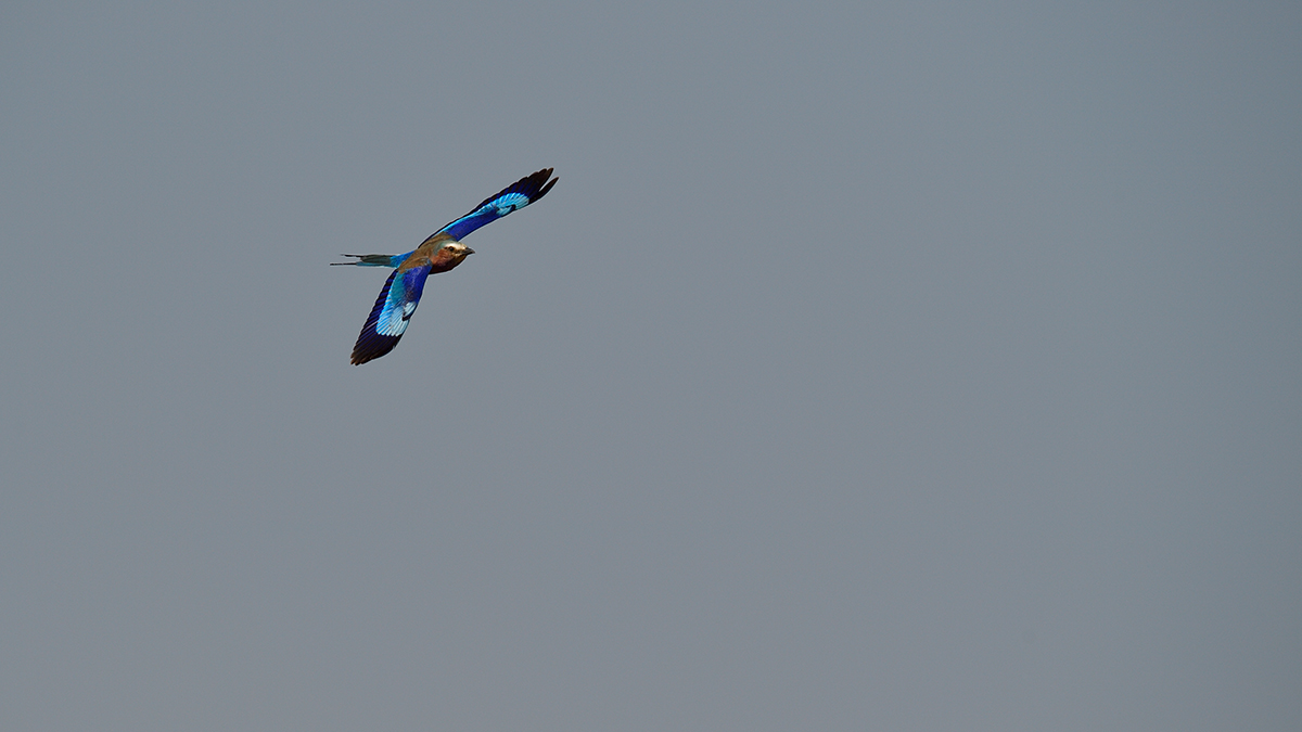 _5RG9586_20180728_091453_4570Masai Mara 2018_7278Masai Mara 2018.jpg