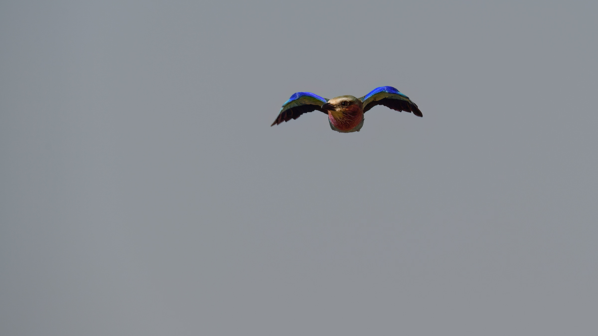_5RG9601_20180728_091456_4571Masai Mara 2018_7279Masai Mara 2018.jpg