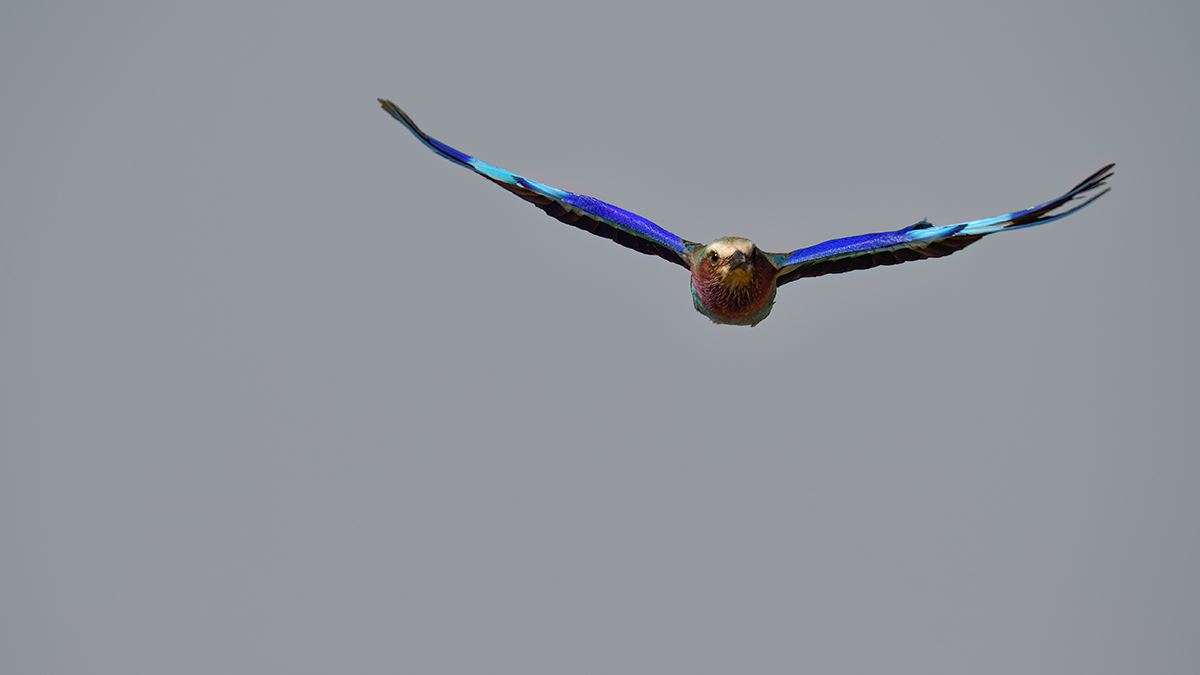 _5RG9606_20180728_091457_4573Masai Mara 2018_7281Masai Mara 2018.jpg
