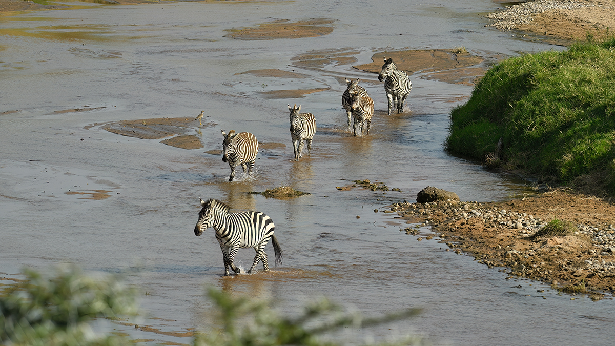 _5RG9615_20180723_163447_2551Masai Mara 2018_3145Masai Mara 2018-1200.jpg