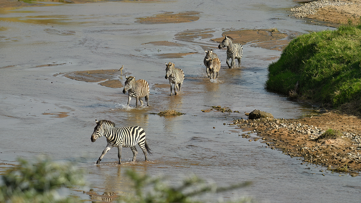 _5RG9618_20180723_163448_2552Masai Mara 2018_3146Masai Mara 2018-1200.jpg