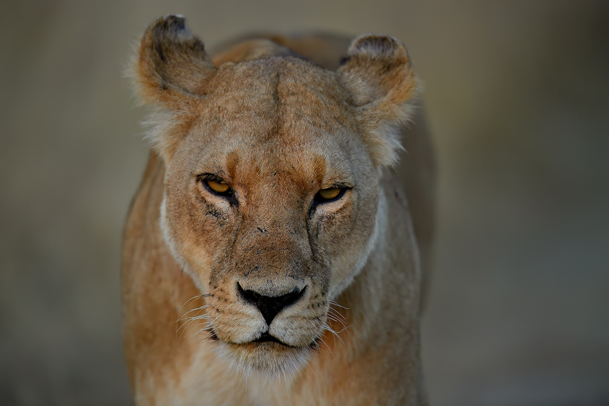 _5RG9621_20180719_065213_775Masai Mara 2018-1200.jpg