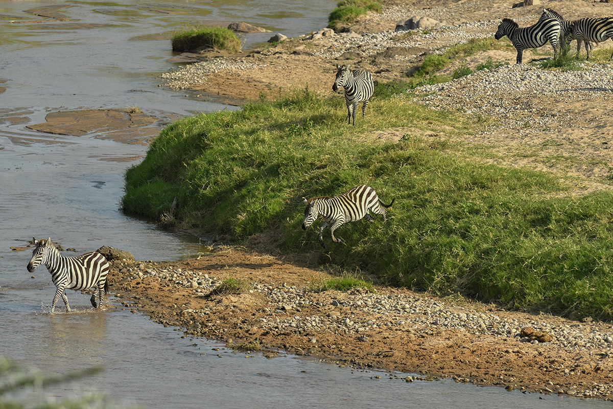 _5RG9625_20180723_163513_2553Masai Mara 2018_3147Masai Mara 2018-1200.jpg