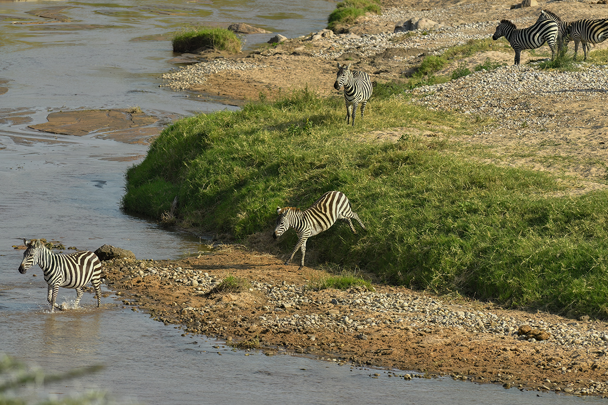 _5RG9626_20180723_163513_2554Masai Mara 2018_3148Masai Mara 2018-1200.jpg