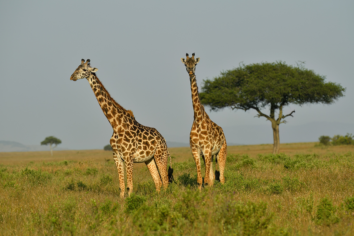 _5RG9635_20180723_174015_2557Masai Mara 2018_3151Masai Mara 2018-1200.jpg