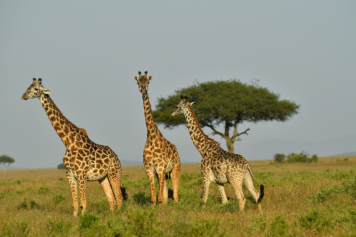 _5RG9650_20180723_174031_2558Masai Mara 2018_3152Masai Mara 2018-1200.jpg