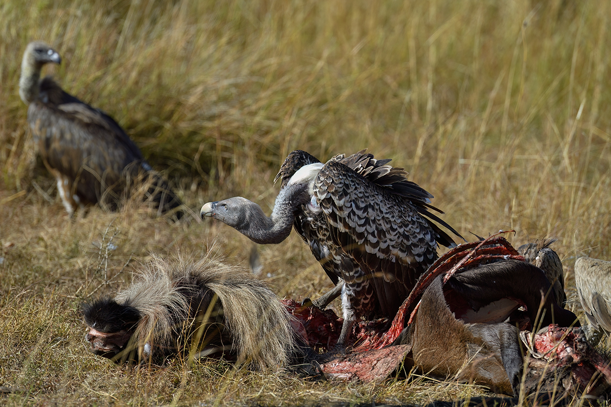 _5RG9673_20180728_091641_4575Masai Mara 2018_7283Masai Mara 2018.jpg