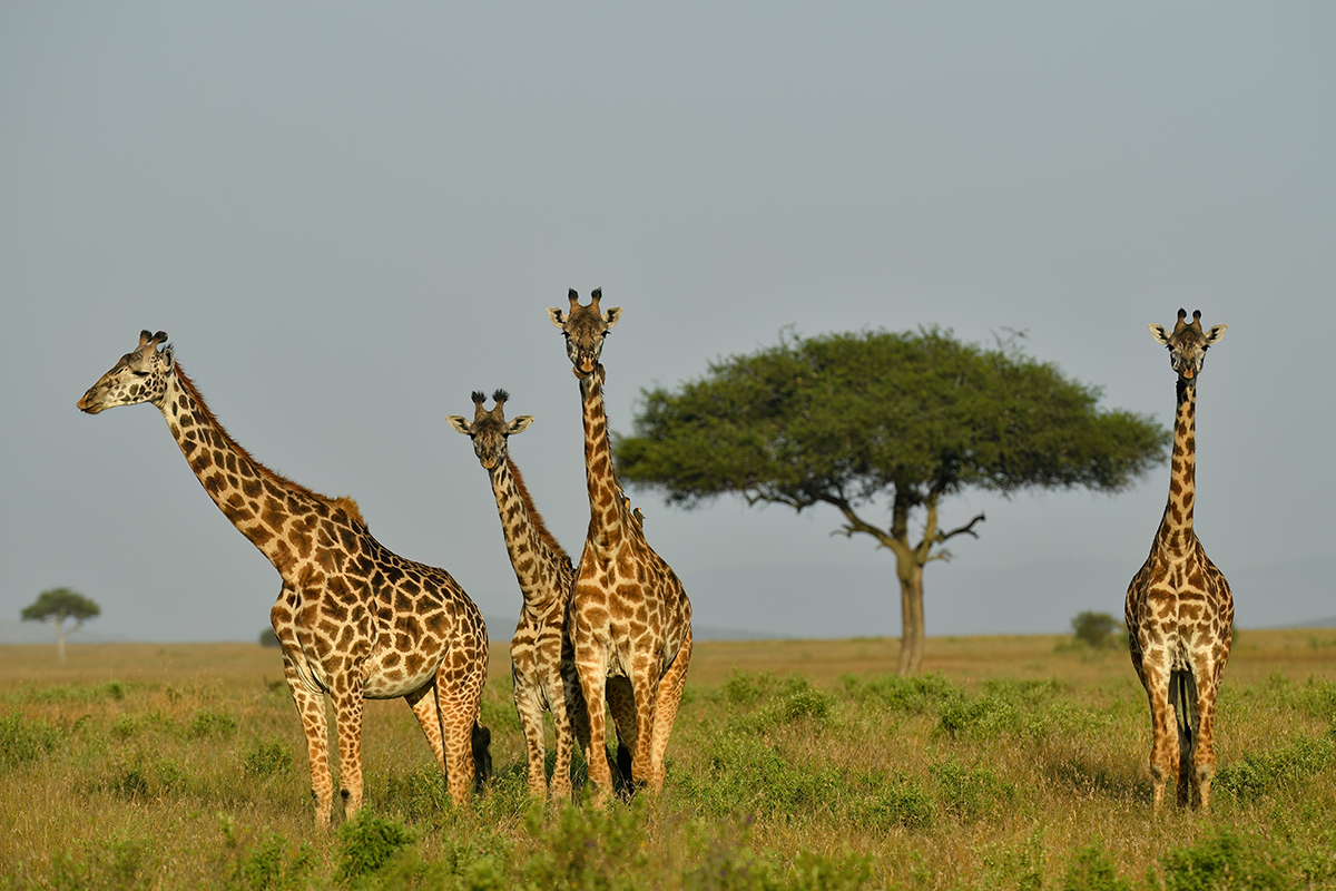 _5RG9680_20180723_174347_2559Masai Mara 2018_3153Masai Mara 2018-1200.jpg