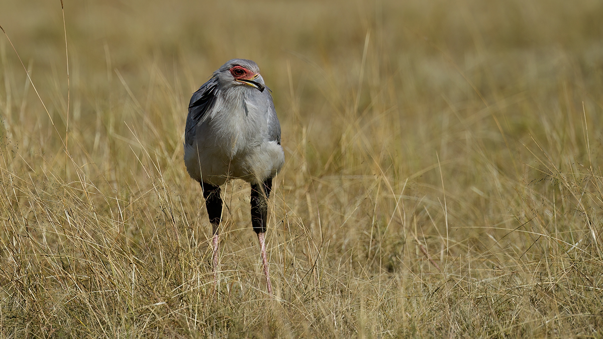 _5RG9697_20180728_092405_4576Masai Mara 2018_7284Masai Mara 2018.jpg