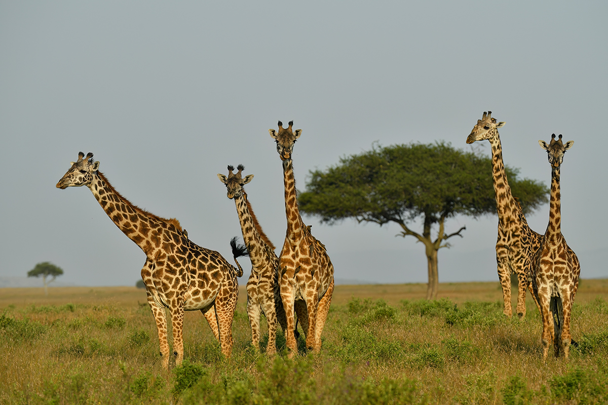 _5RG9706_20180723_174620_2560Masai Mara 2018_3154Masai Mara 2018-1200.jpg