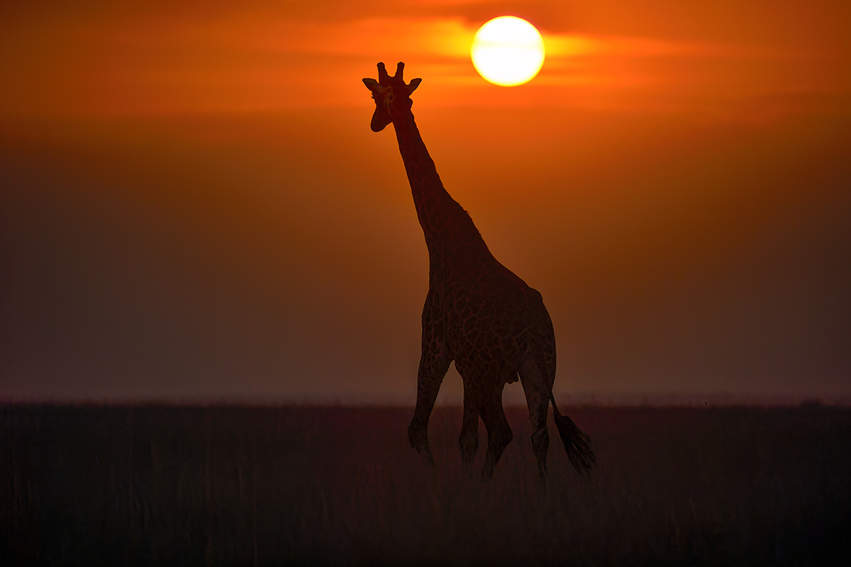 _5RG9712_20180723_183222_2563Masai Mara 2018_3157Masai Mara 2018-1200.jpg