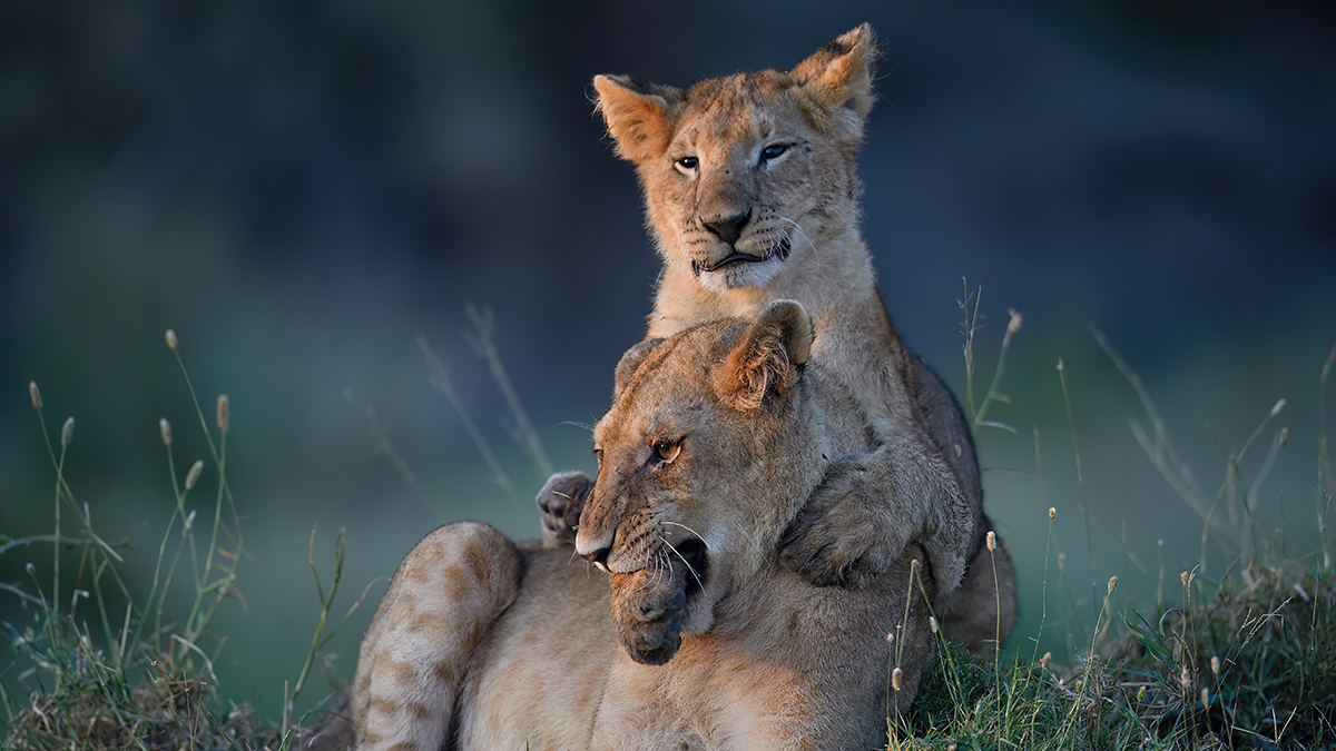 _5RG9719_20180719_070404_781Masai Mara 2018-1200.jpg