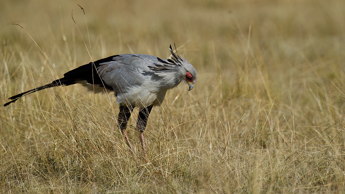 _5RG9729_20180728_092424_4578Masai Mara 2018_7286Masai Mara 2018.jpg