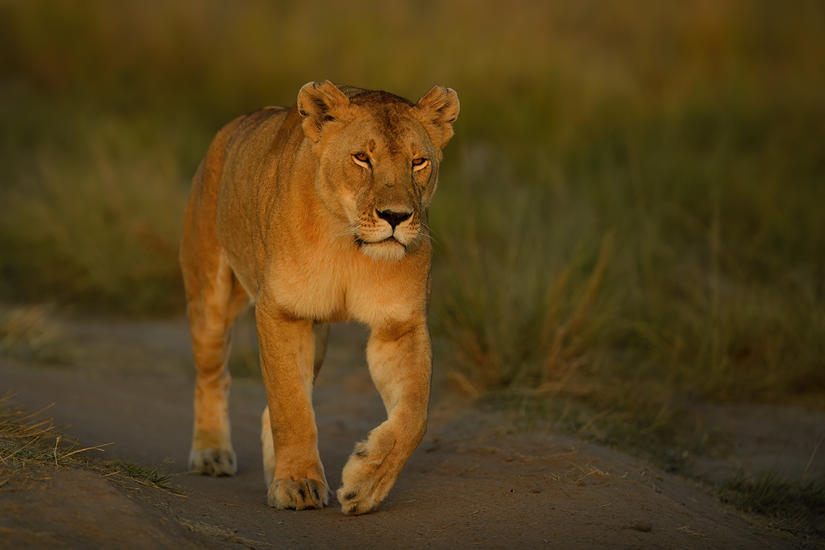 _5RG9743_20180724_070447_2347Masai Mara 2018_3323Masai Mara 2018-1200.jpg