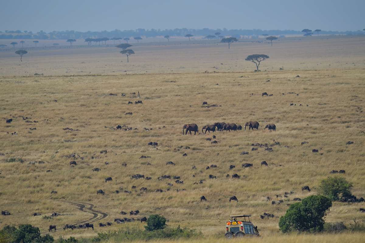 _5RG9772_20180728_093249_4580Masai Mara 2018_7288Masai Mara 2018.jpg