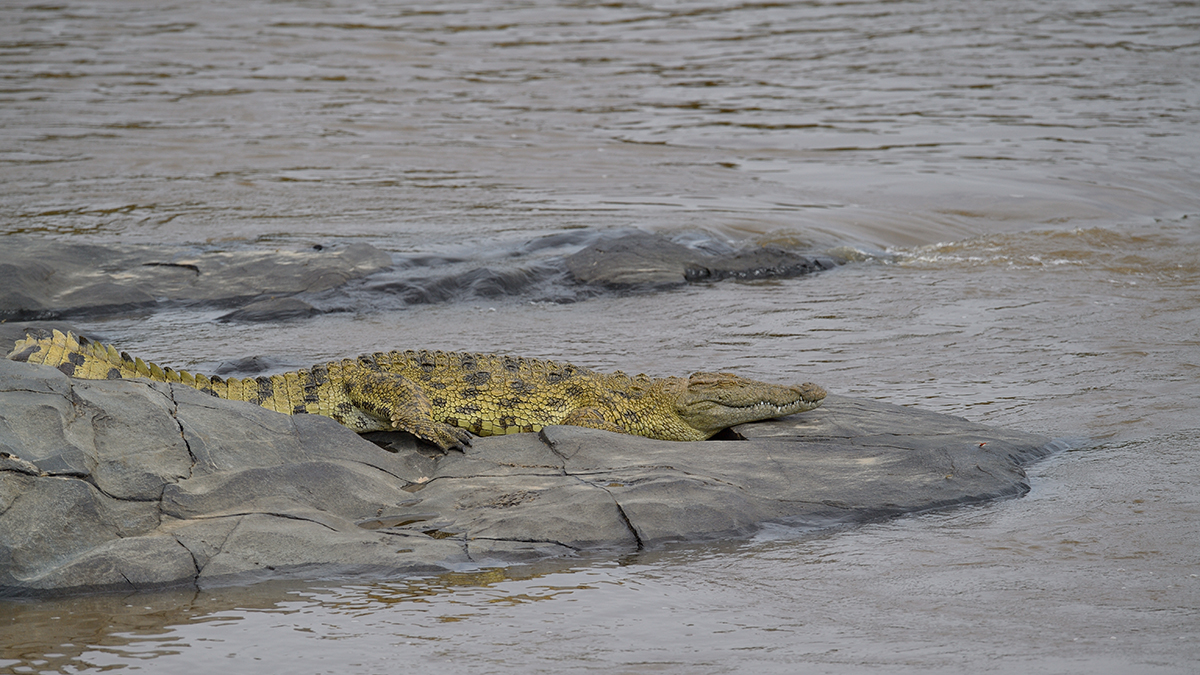 _5RG9789_20180728_101417_4584Masai Mara 2018_7292Masai Mara 2018.jpg